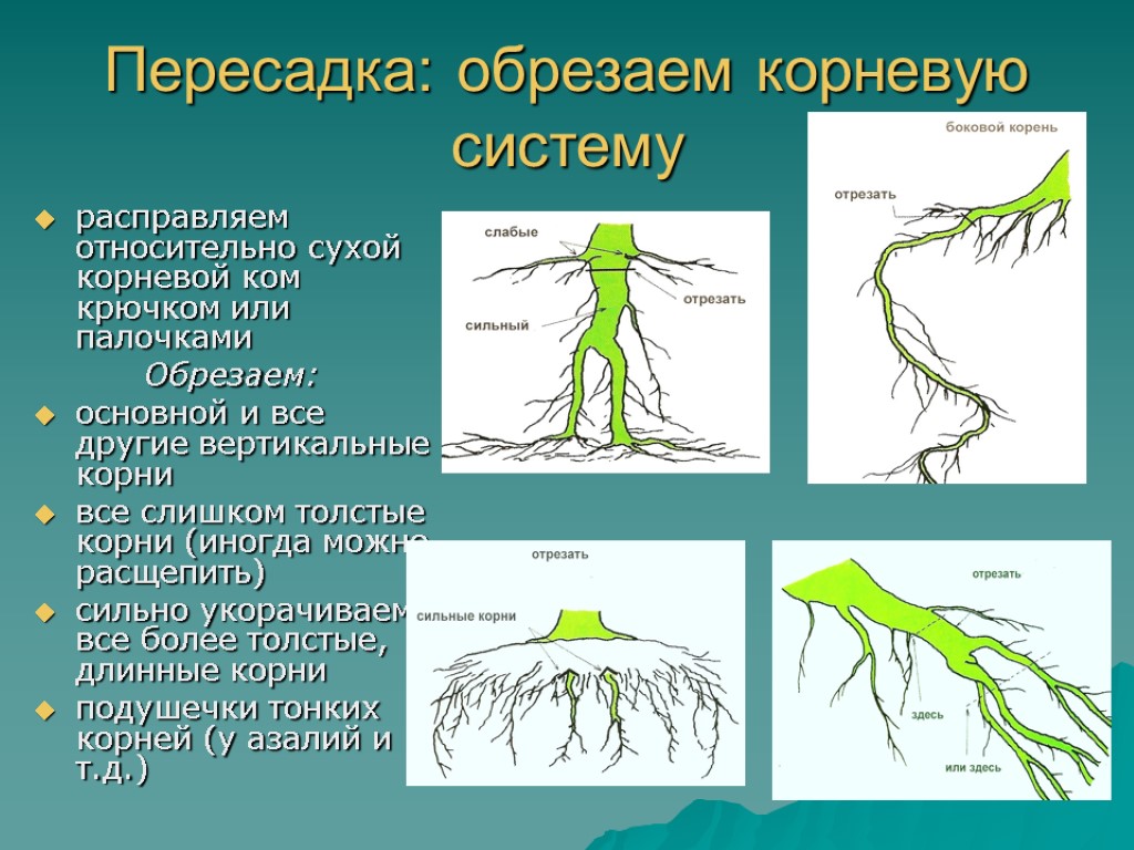 Пересадка: обрезаем корневую систему расправляем относительно сухой корневой ком крючком или палочками Обрезаем: основной